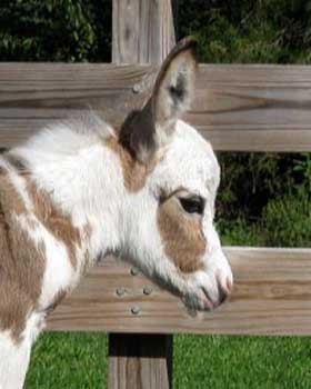 Critter Haven Farm Miniature Donkeys